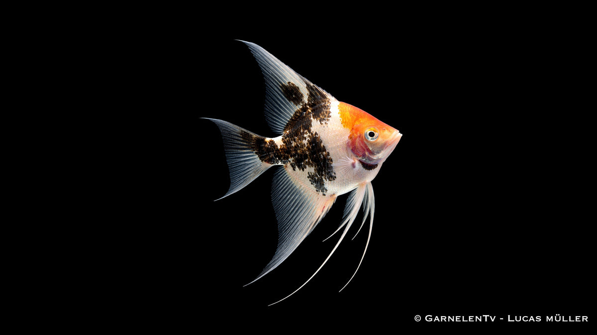 Skalar Koi - Pterophyllum scalare