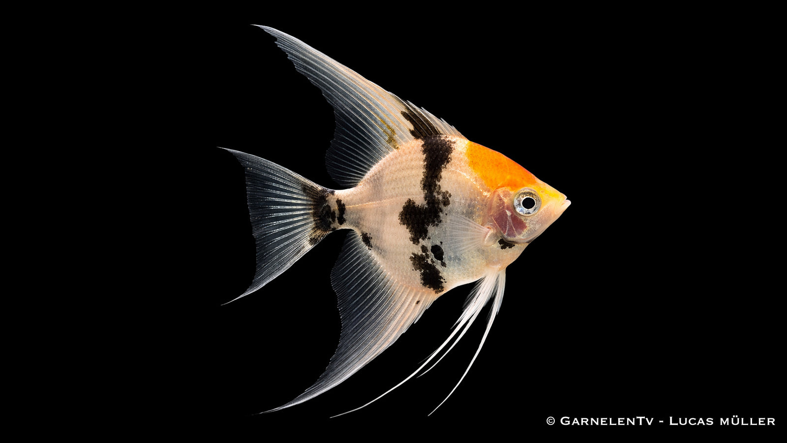 Skalar Koi - Pterophyllum scalare