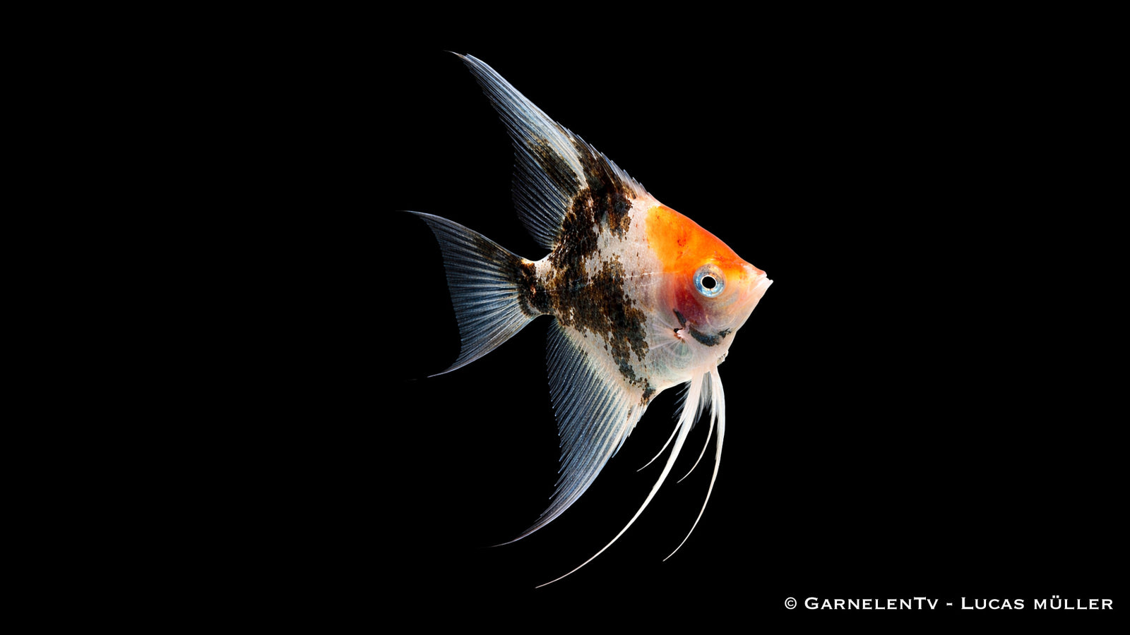 Skalar Koi Red - Pterophyllum scalare