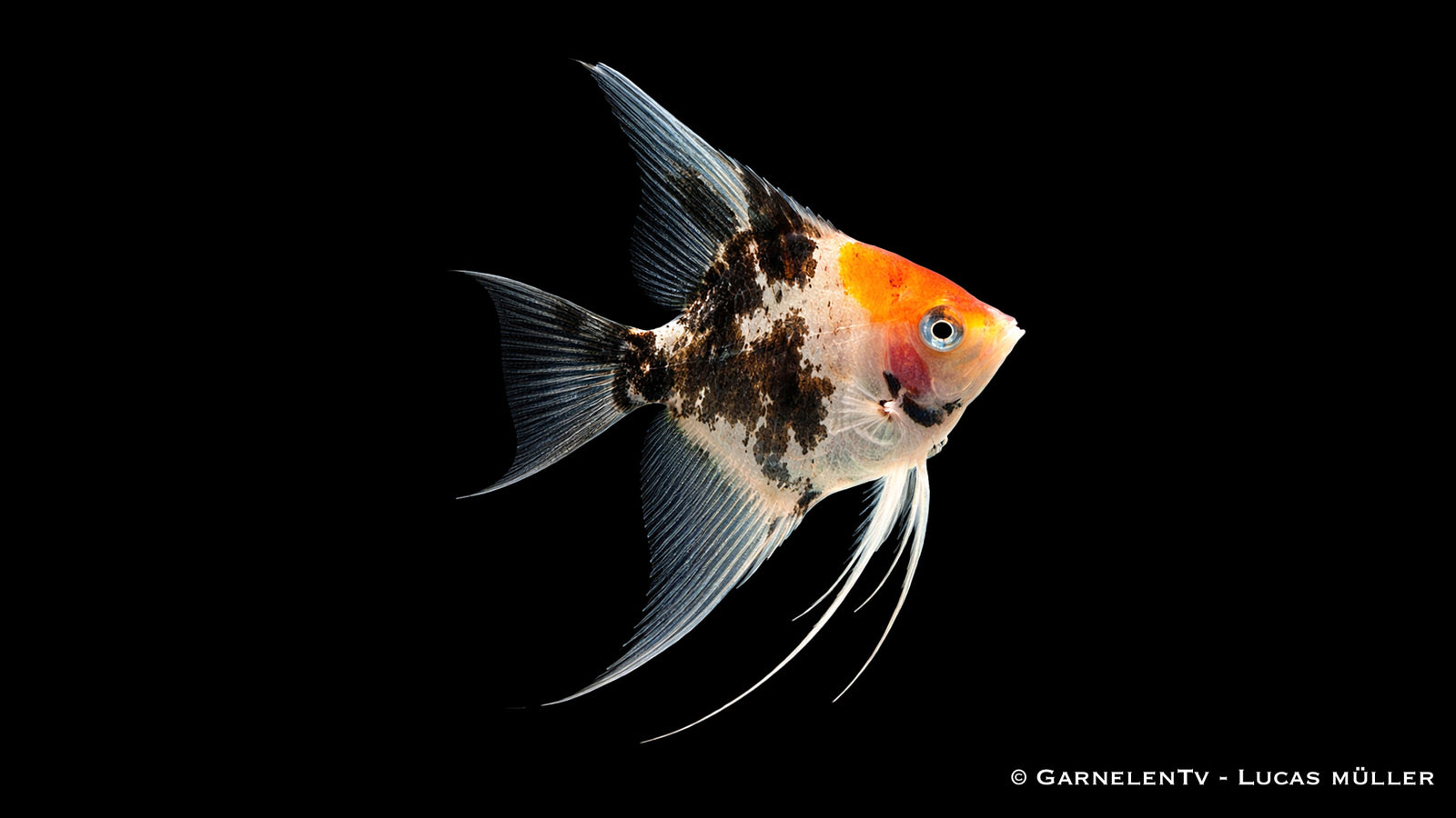 Skalar Koi Red - Pterophyllum scalare