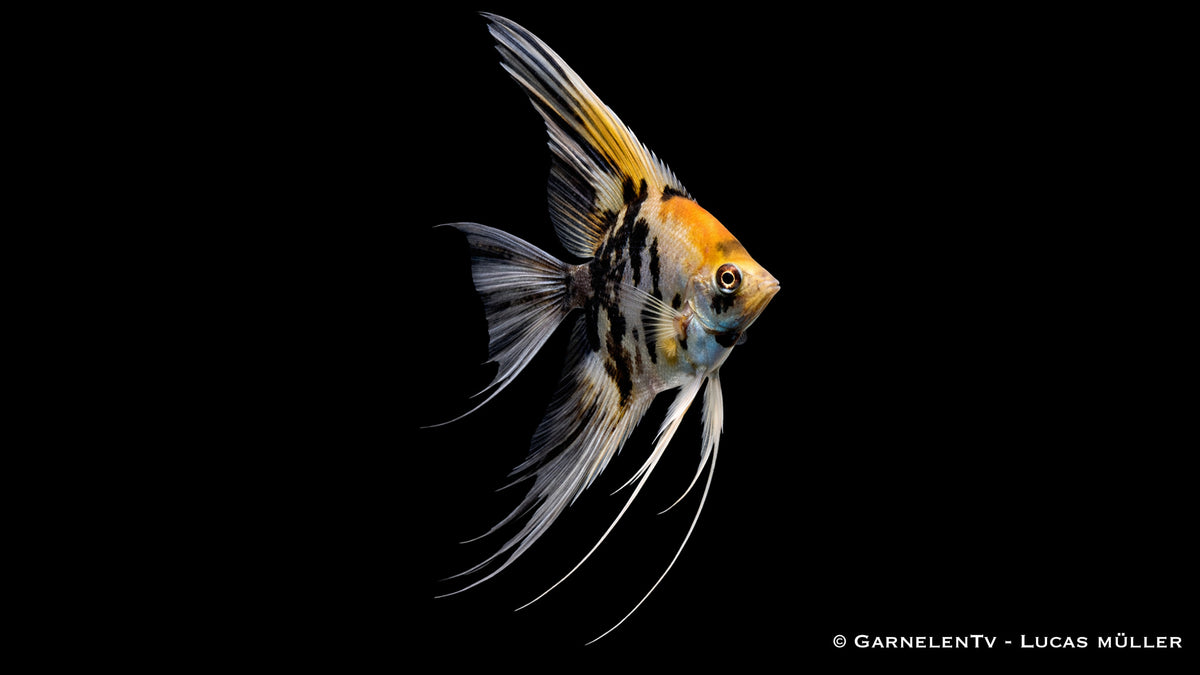 Skalar Schleier mix - Pterophyllum scalare