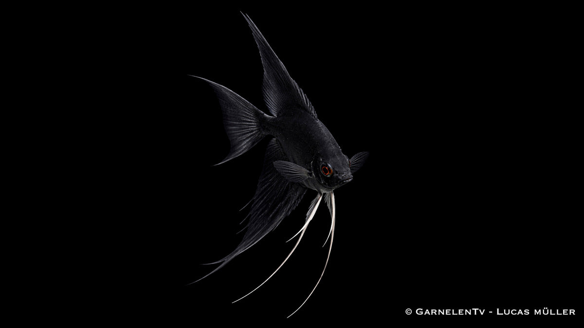 Skalar Schwarz - Pterophyllum scalare