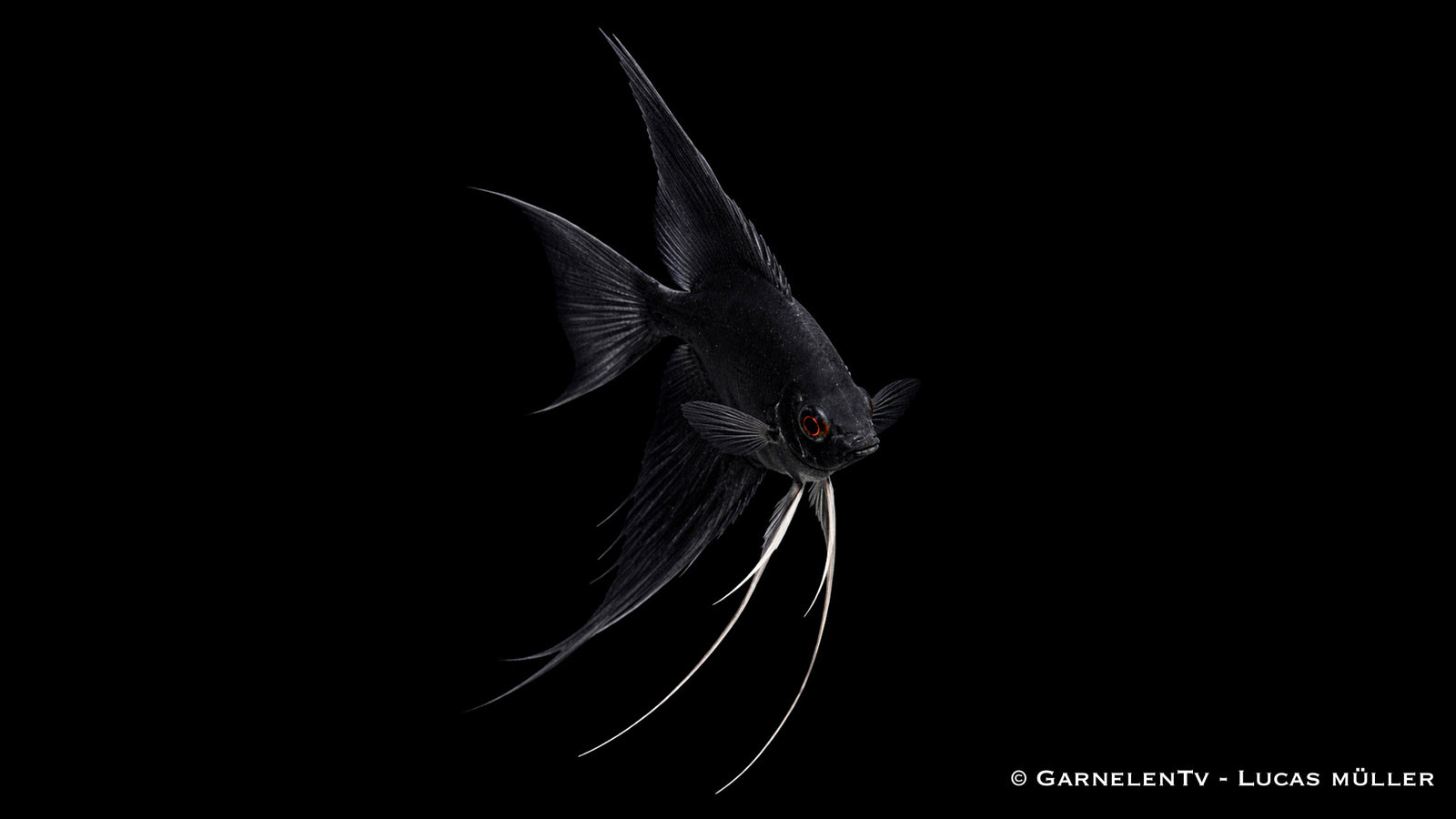 Skalar Schwarz - Pterophyllum scalare