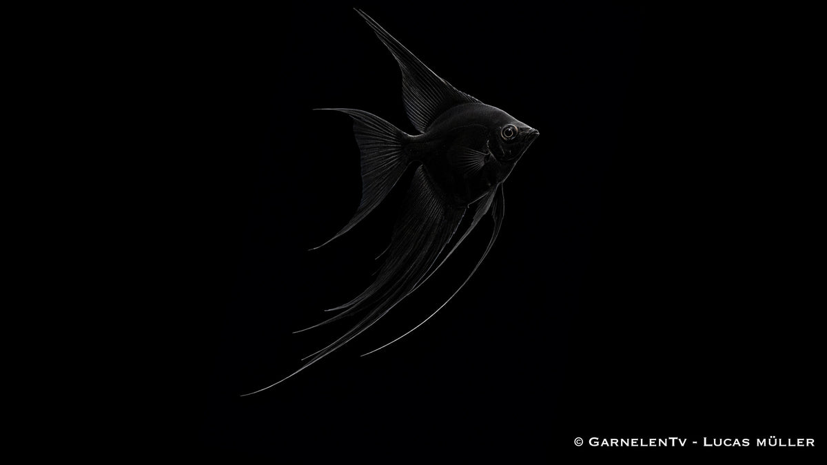 Skalar Schwarz - Pterophyllum scalare