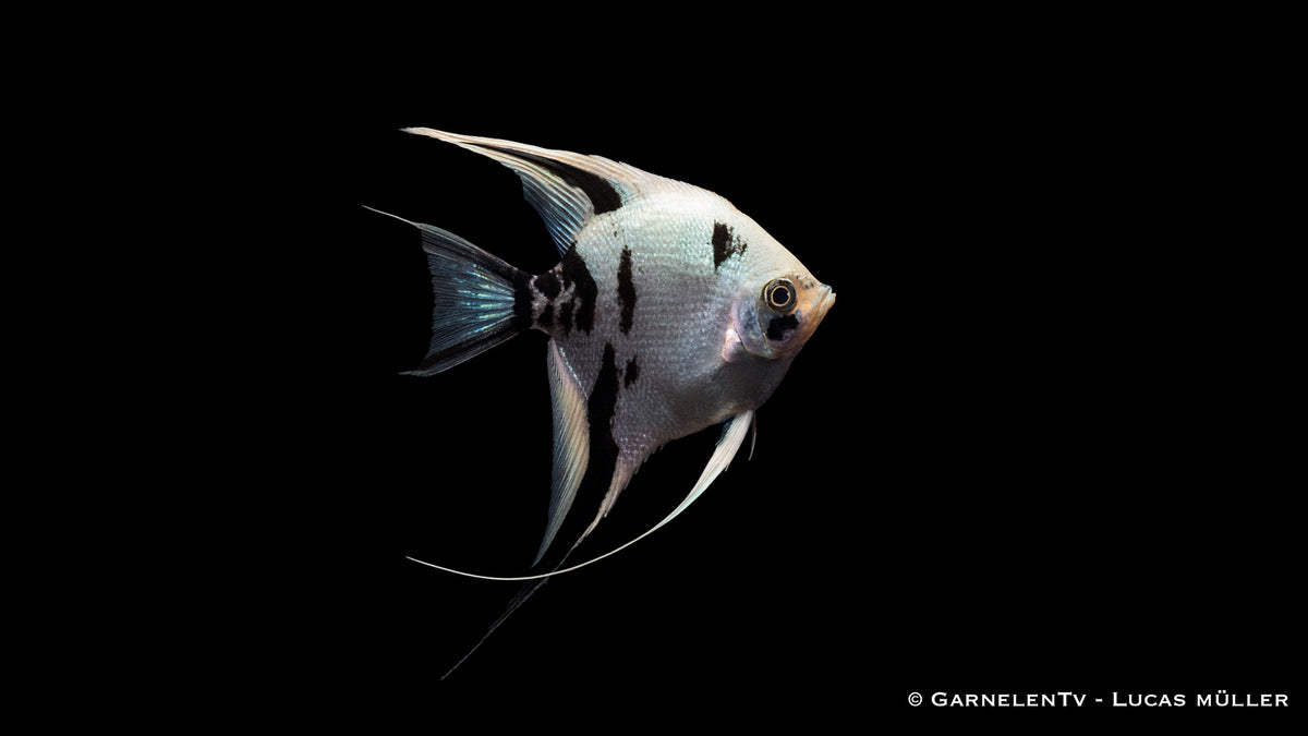 Skalar "White Marmor" - Pterophyllum scalare