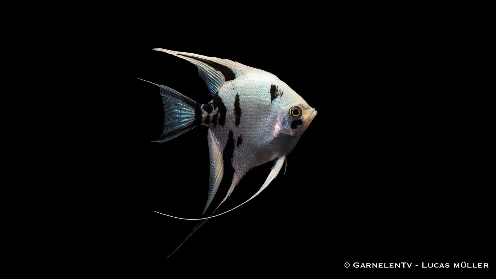 Skalar "White Marmor" - Pterophyllum scalare