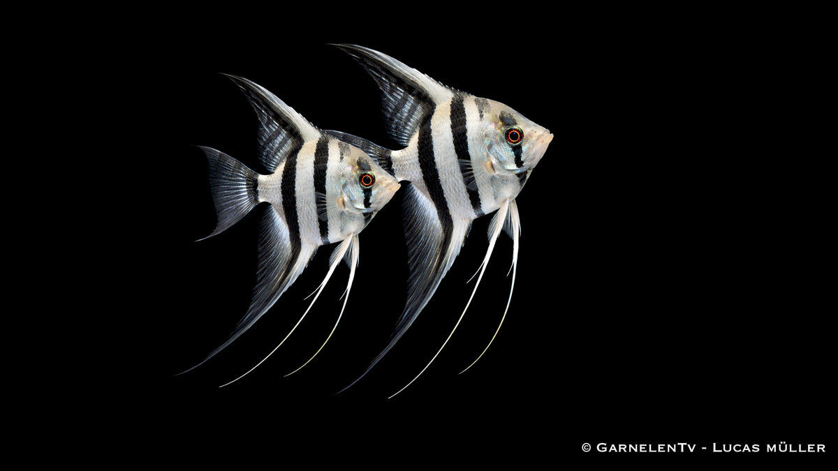 Skalar Zebra - Pterophyllum scalare