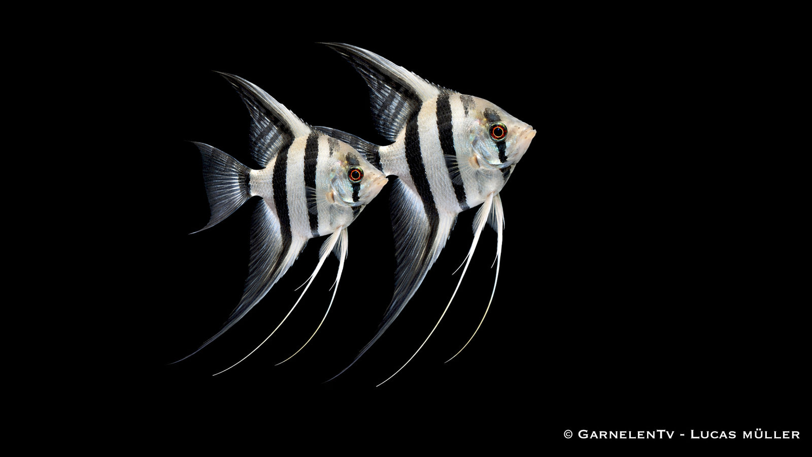 Skalar Zebra - Pterophyllum scalare