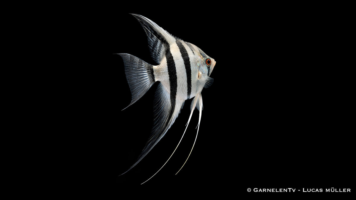 Skalar Zebra - Pterophyllum scalare