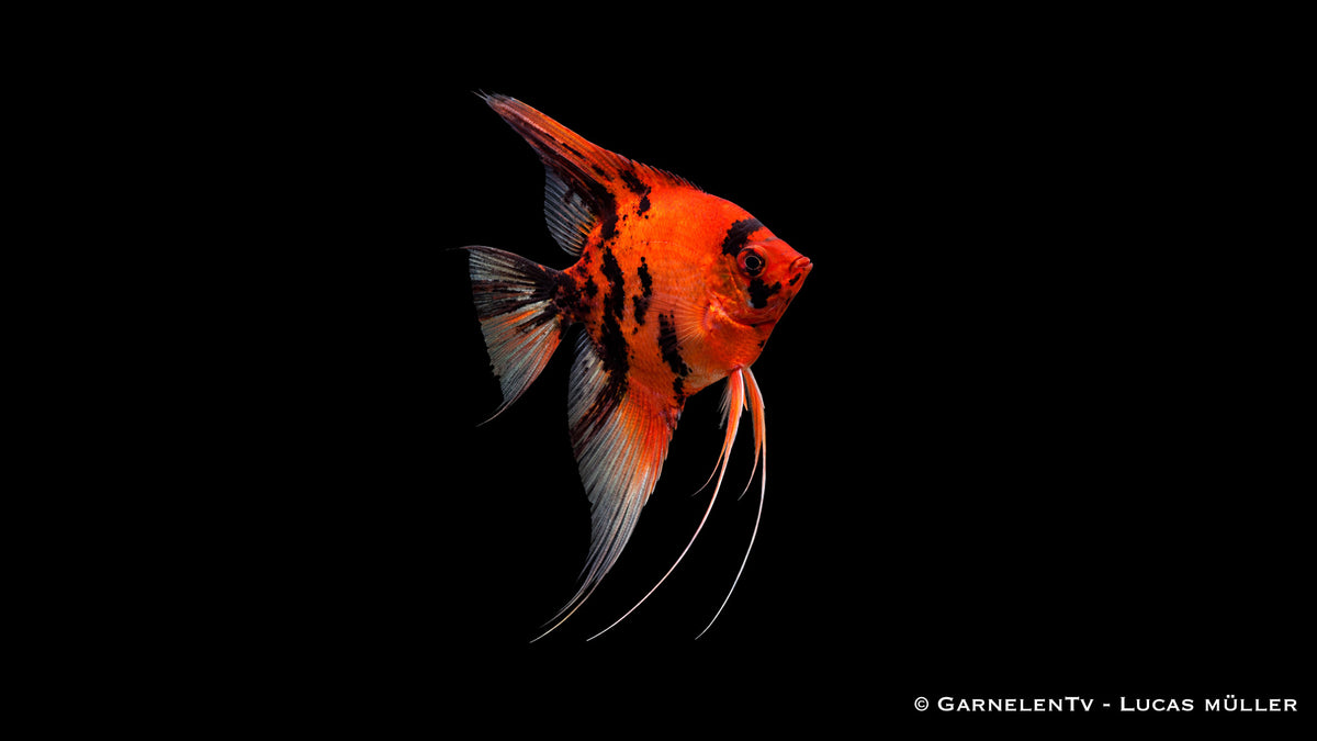 Skalar Red Devil - Pterophyllum scalare