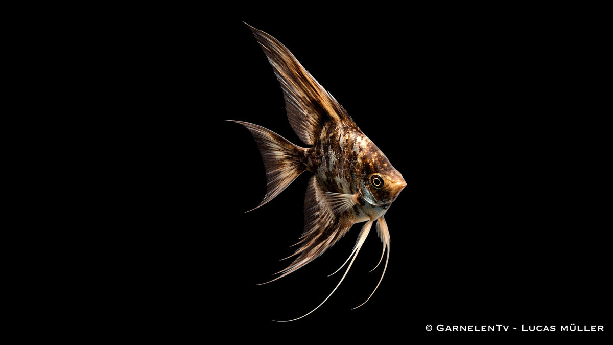 Skalar Schoko Marmor - Pterophyllum scalare