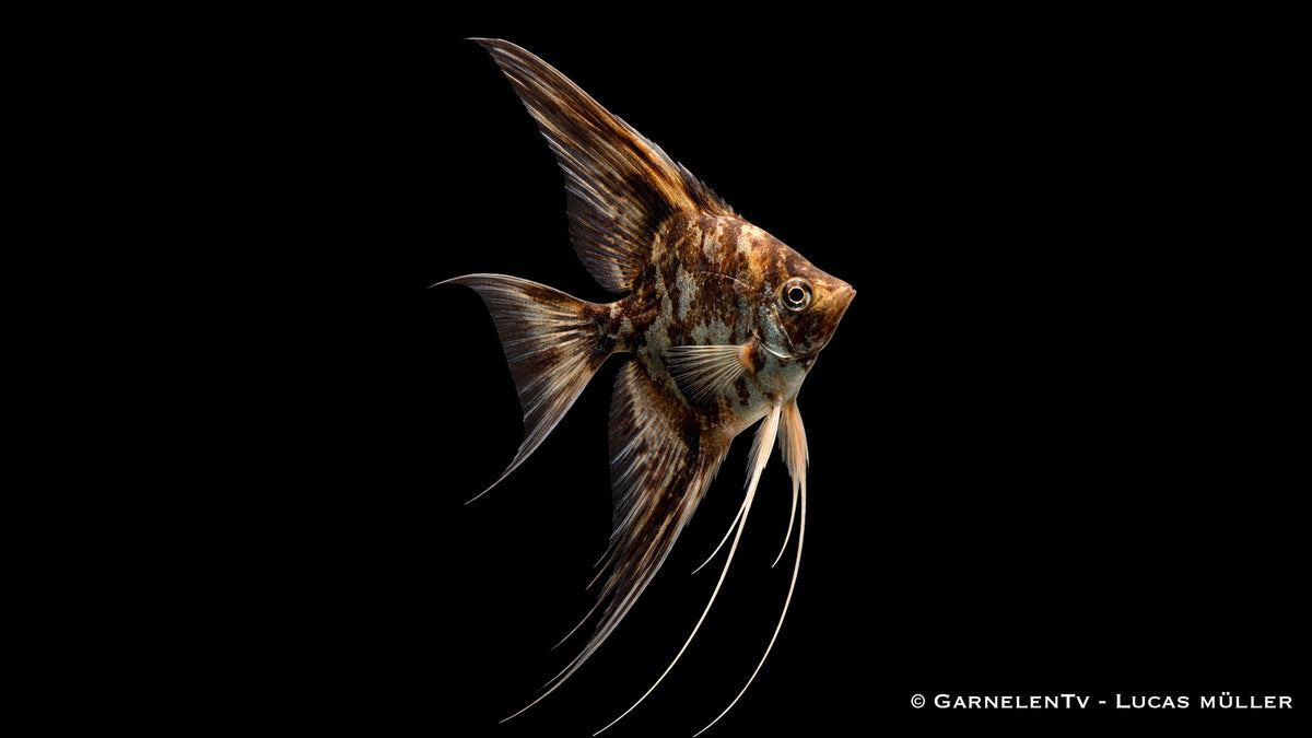 Skalar Schoko Marmor - Pterophyllum scalare