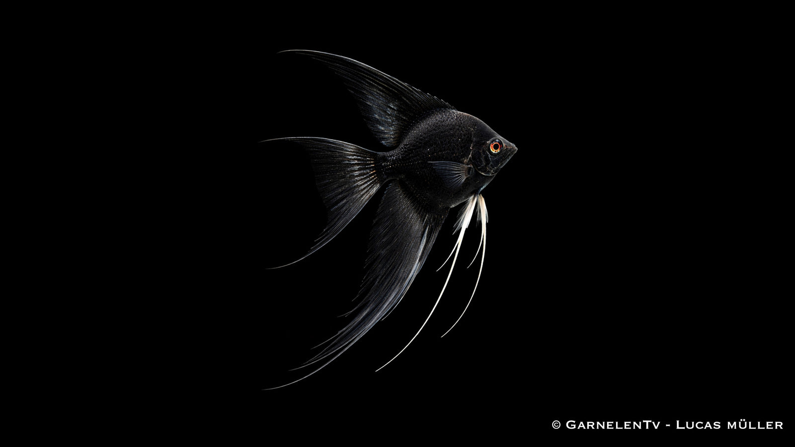 Skalar schwarz schleier - Pterophyllum scalare