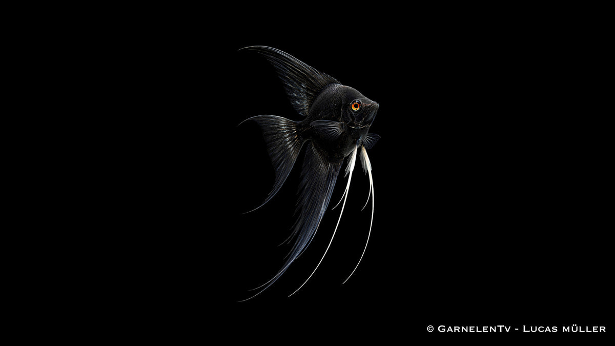 Skalar schwarz schleier - Pterophyllum scalare