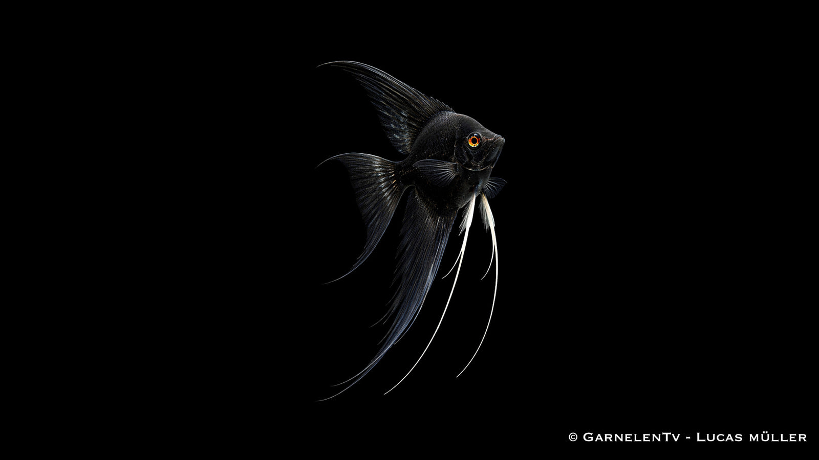 Skalar schwarz schleier - Pterophyllum scalare