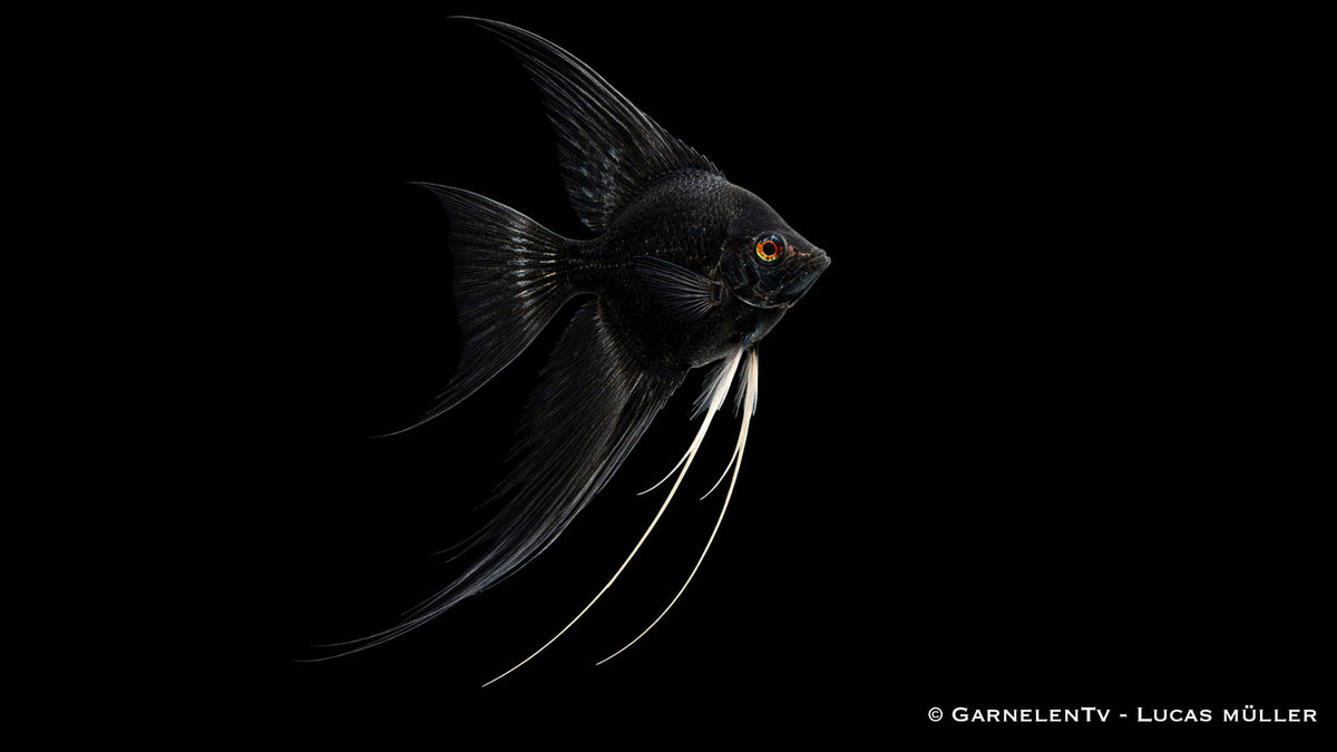 Skalar schwarz schleier - Pterophyllum scalare