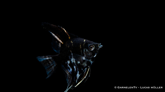 Marmor Skalar – beeindruckender Pterophyllum scalare im Aquarium