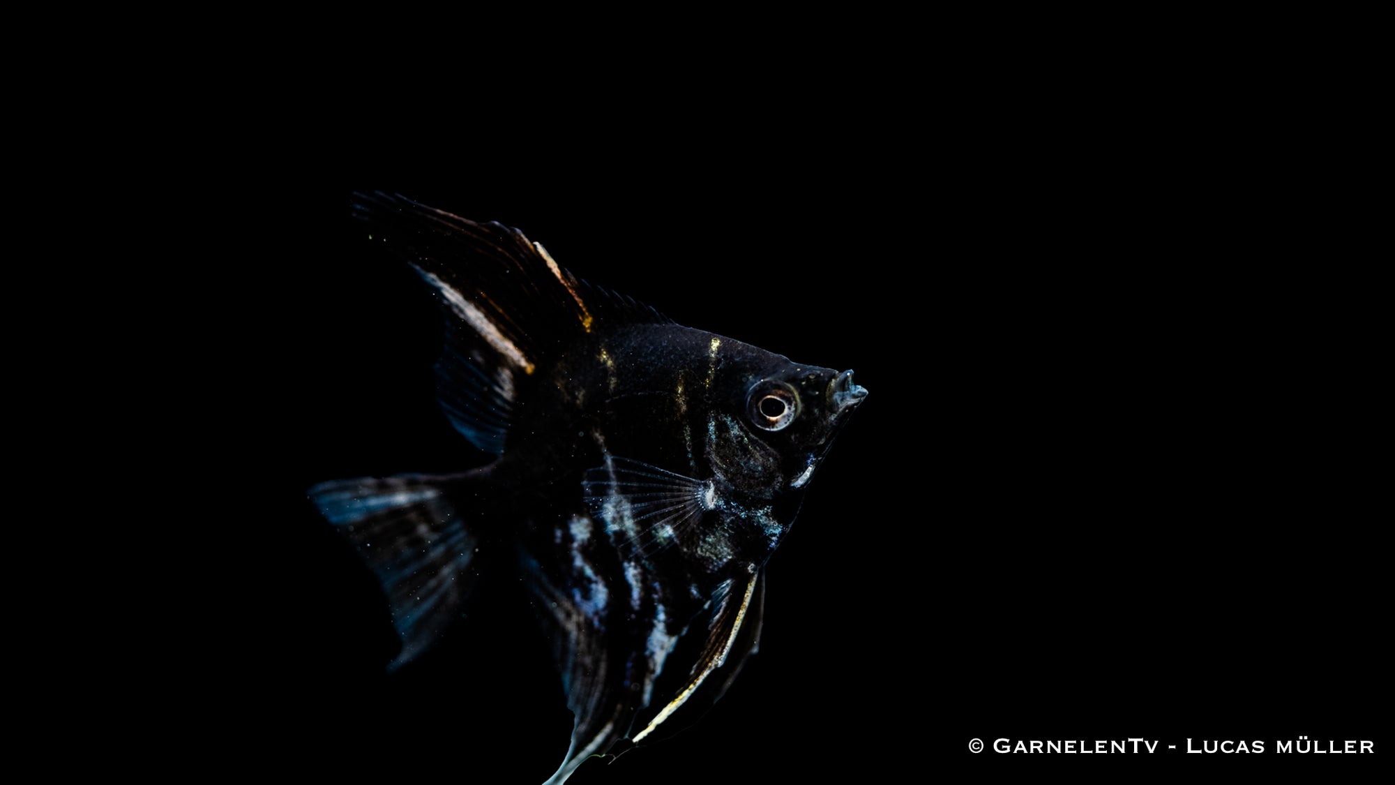 Marmor Skalar – beeindruckender Pterophyllum scalare im Aquarium