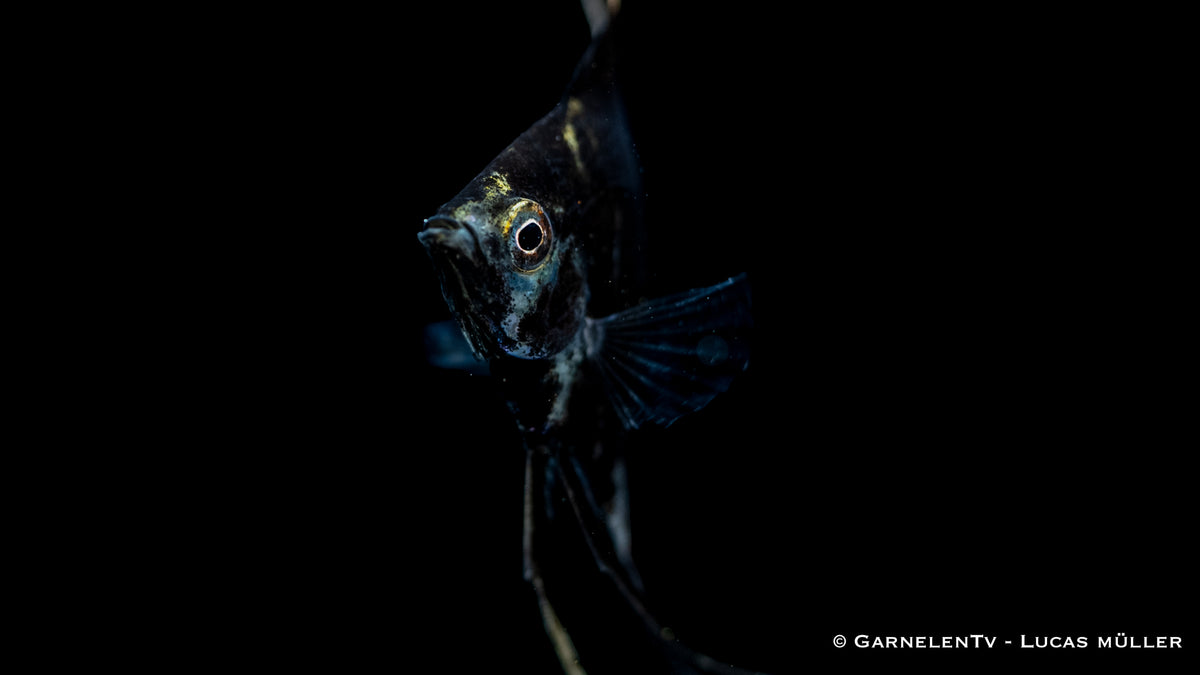 Pterophyllum scalare – Marmor Skalar mit einzigartigem Muster