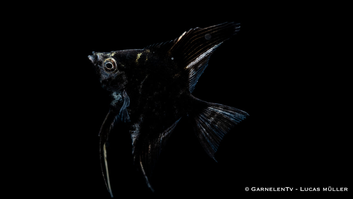 Pterophyllum scalare – Gruppenhaltung von Marmor Skalaren