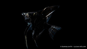 Pterophyllum scalare – Gruppenhaltung von Marmor Skalaren