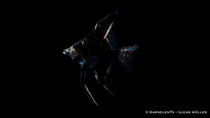 Marmor Skalar – wunderschöner Zierfisch für Süßwasseraquarien