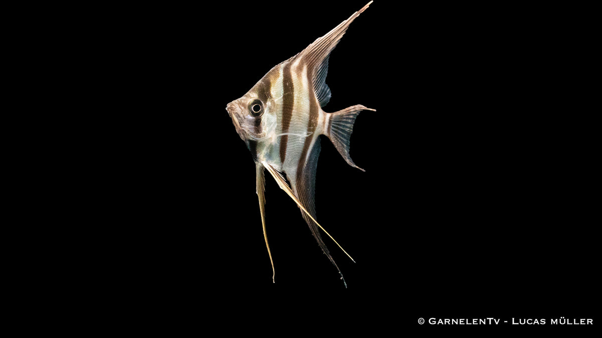 Skalar Orinoko Altum – beeindruckender Zierfisch für Aquarien