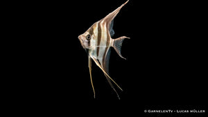 Skalar Orinoko Altum – beeindruckender Zierfisch für Aquarien
