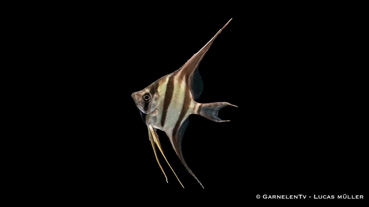 Skalar Orinoko Altum – majestätischer Pterophyllum altum DNZ
