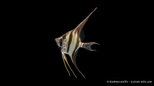 Skalar Orinoko Altum – majestätischer Pterophyllum altum DNZ
