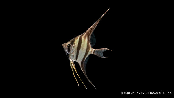 Skalar Orinoko Altum Männlich - Pterophyllum altum (DNZ)