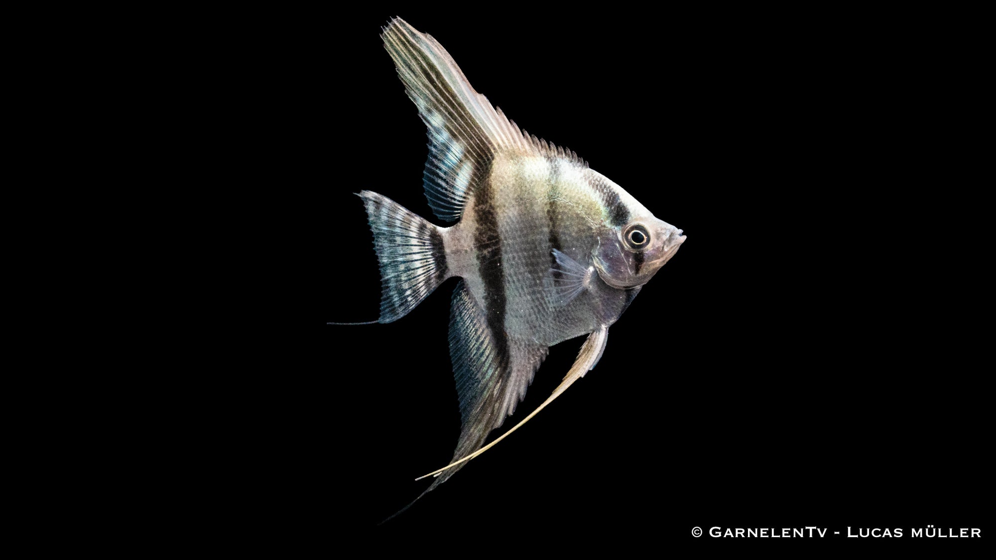 Skalar Blue Pearl – Pterophyllum scalare DNZ mit schimmerndem Blau
