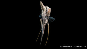 Skalar Blue Pearl – eleganter Zierfisch für Süßwasseraquarien
