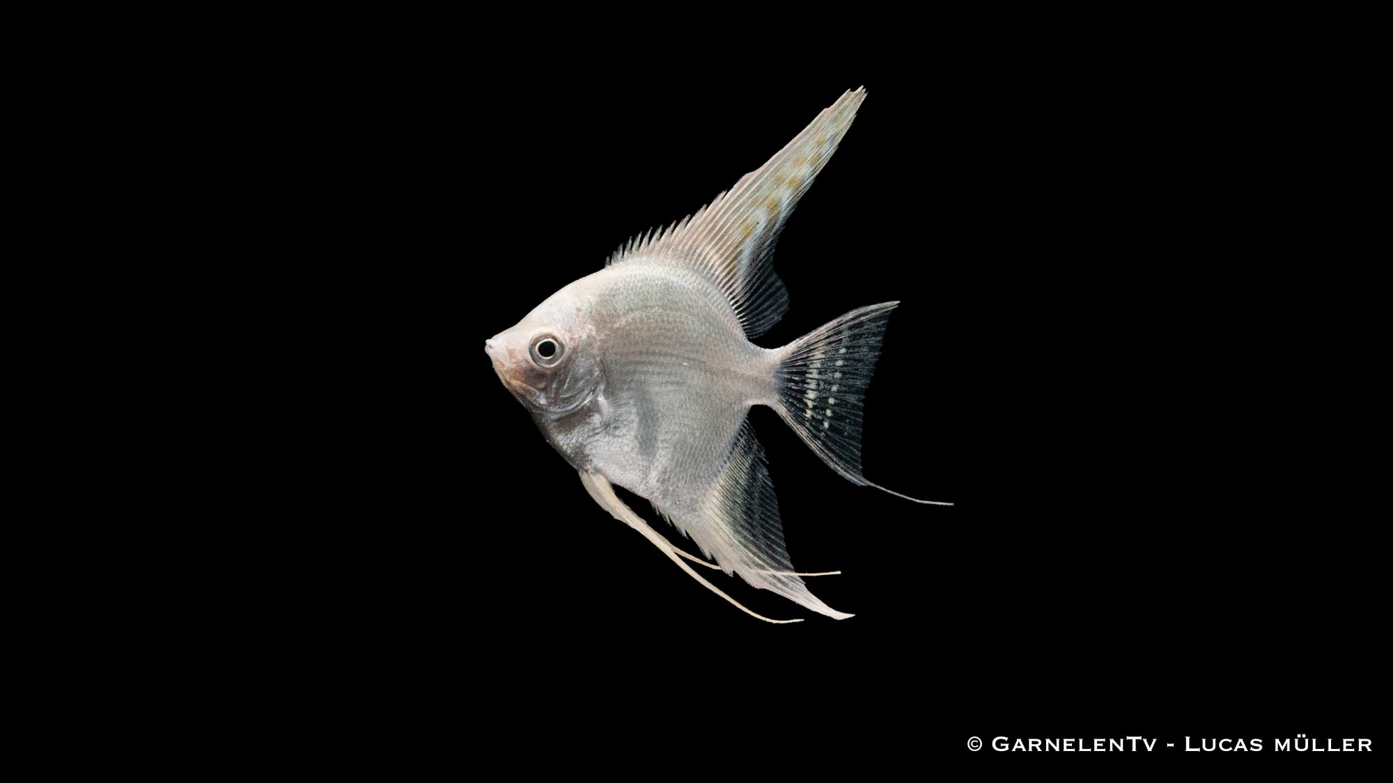 Skalar Snow Diamond Pterophyllum scalare