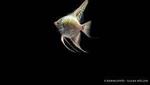 Skalar Kobalt Grünspiegel – wunderschöner Zierfisch mit leuchtenden Farben