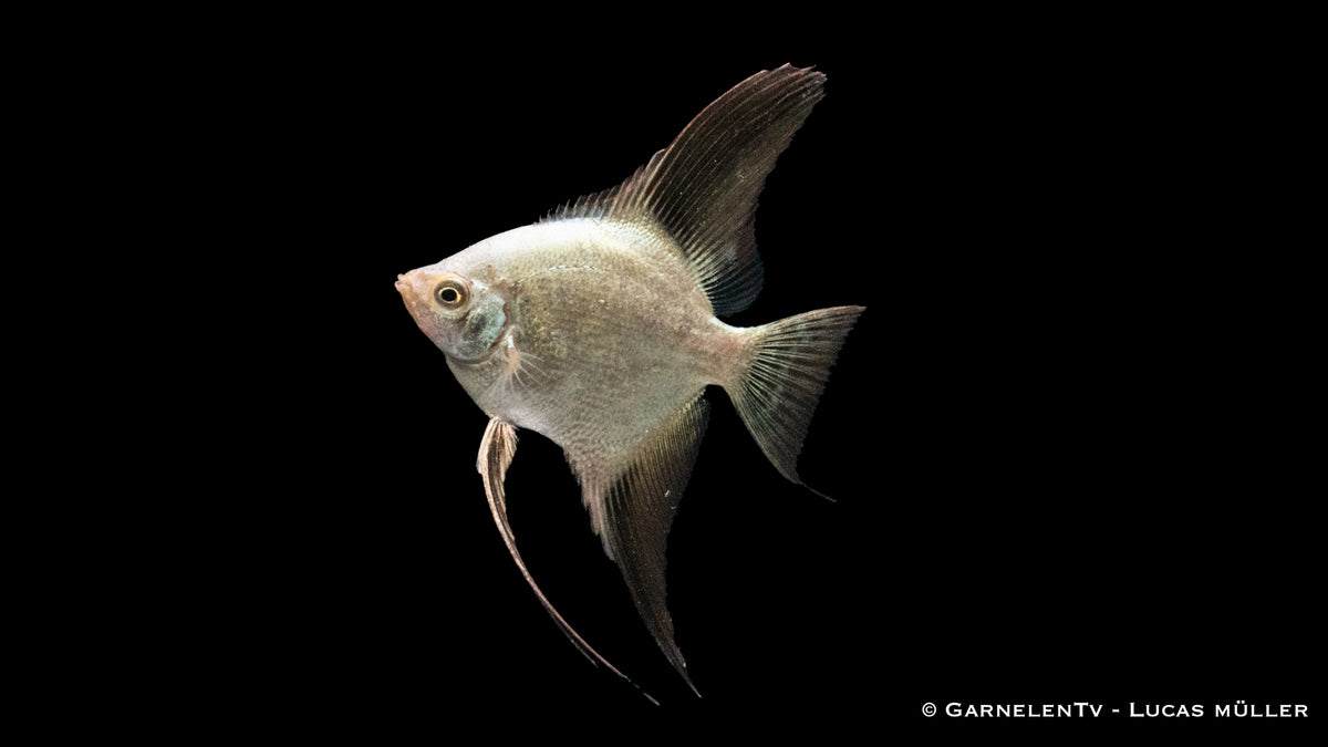 Skalar Seal Point – majestätischer Pterophyllum scalare im Aquarium