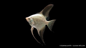 Skalar Seal Point – majestätischer Pterophyllum scalare im Aquarium