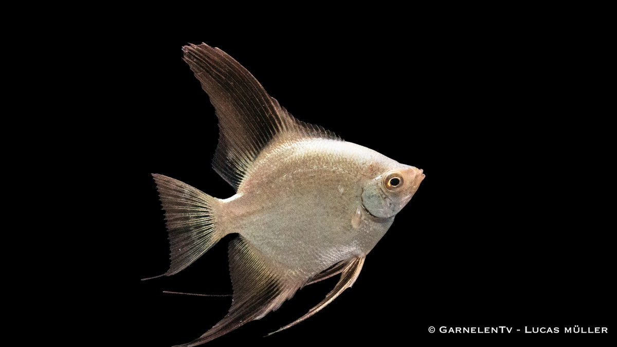Pterophyllum scalare – Skalar Seal Point mit beeindruckendem Muster