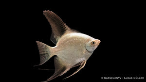 Pterophyllum scalare – Skalar Seal Point mit beeindruckendem Muster