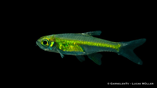 Smaragdbärbling (Microdevario kubotai) im Aquarium