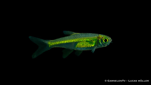 Smaragdbaerbling_-_Microdevario