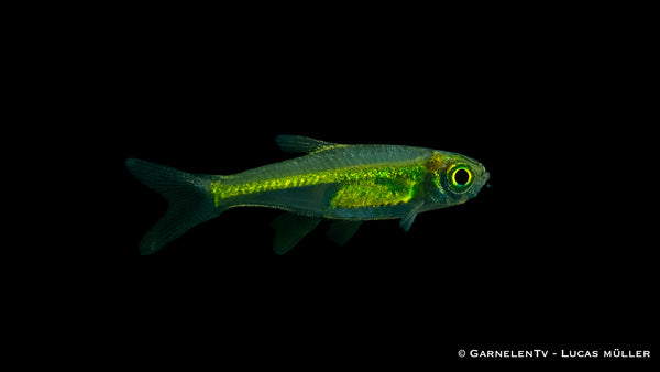 Smaragdbärbling - Microdevario kubotai