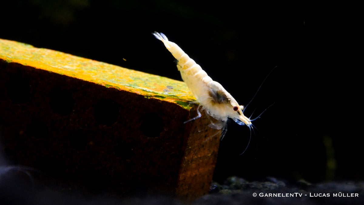 Snowstorm Zwerggarnele - Neocaridina palmata auf einem Stein im Aquarium