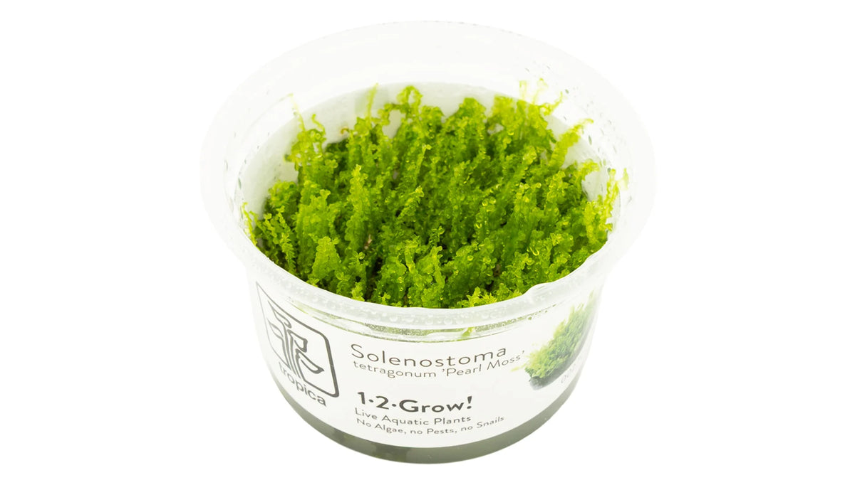 Solenostoma tetragonum 'Pearl Moss' InVitro im Tropica 1-2-Grow! Becher