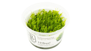 Solenostoma tetragonum 'Pearl Moss' InVitro im Tropica 1-2-Grow! Becher