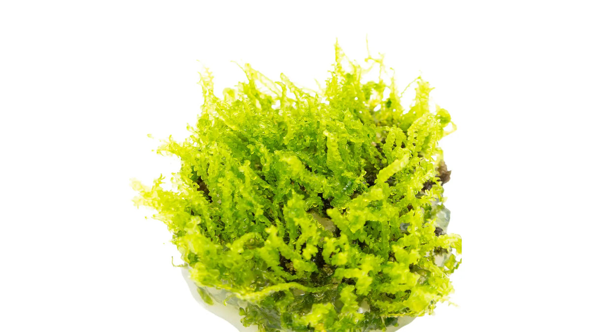 Solenostoma tetragonum 'Pearl Moss' freigestellt, Lebermoos mit kleinen runden Blättchen