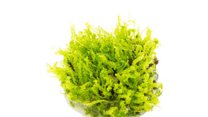 Solenostoma tetragonum 'Pearl Moss' freigestellt, Lebermoos mit kleinen runden Blättchen