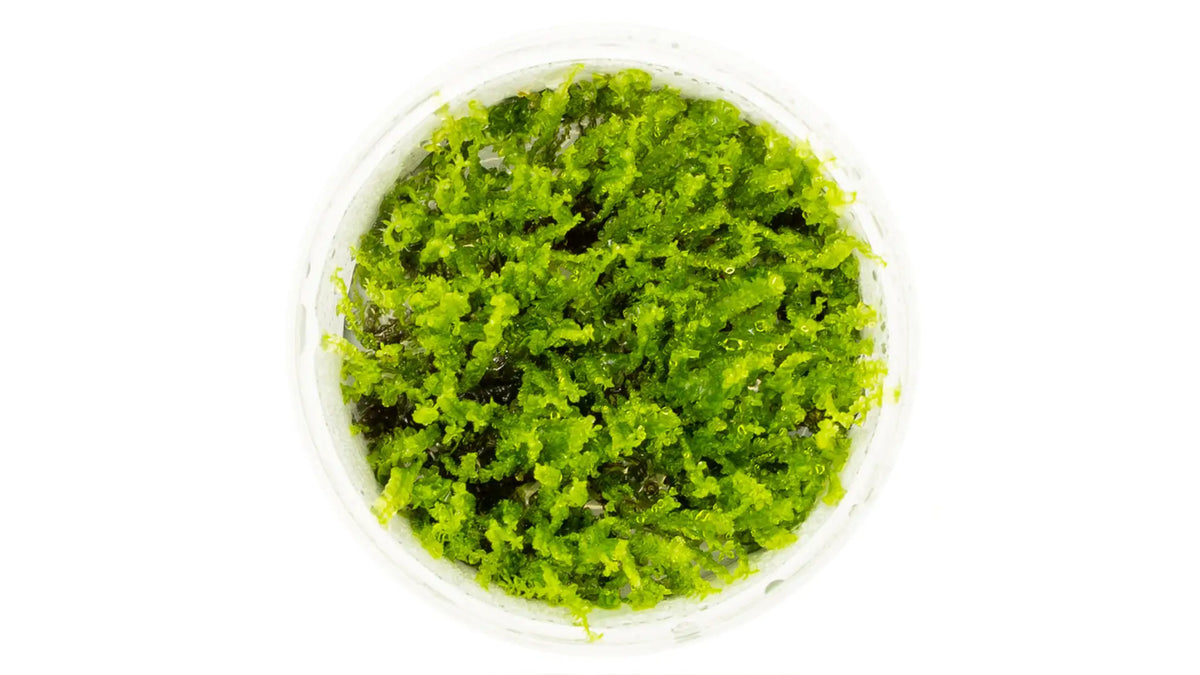 Solenostoma tetragonum 'Pearl Moss' InVitro von oben, dichtes grünes Moospolster