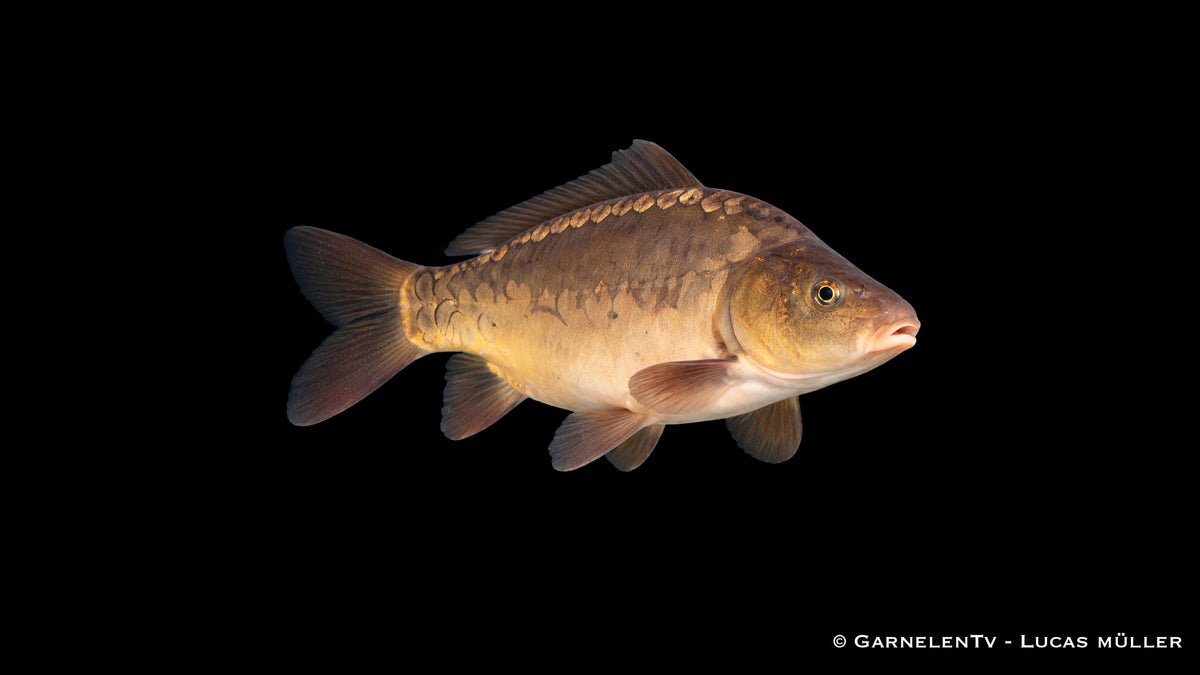 Spiegelkarpfen Cyprinus carpio 9 bis 12 cm junger Teichkarpfen für Gartenteich