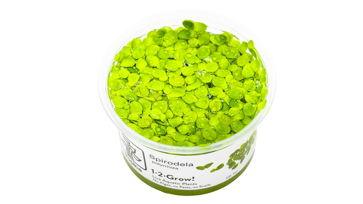 Spirodela polyrrhiza InVitro Pflanze